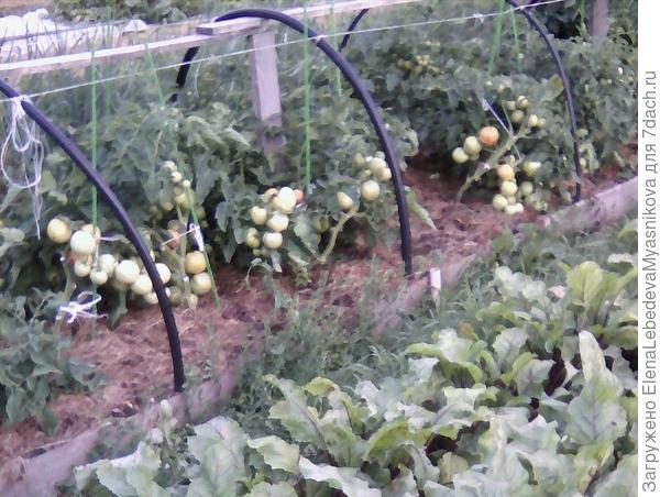 Томаты Санька и Катя прошлый год.