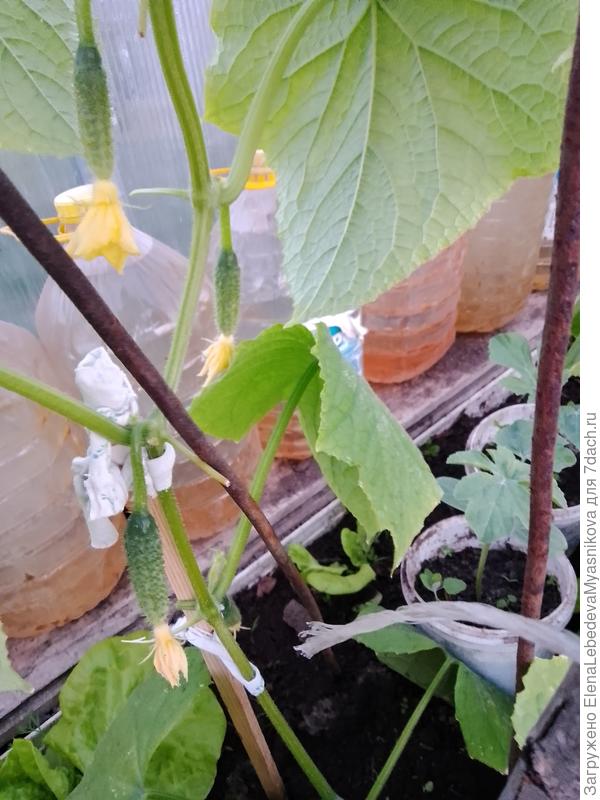 Огурцы начали расти.