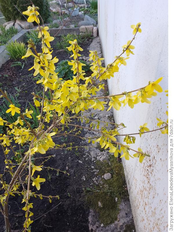 Сегодня с утра солнышко и тепло.Форзиция в цвету радует полным цветением, правда запоздалым.