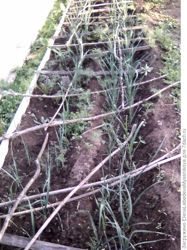 Палки от кошек на Порее.