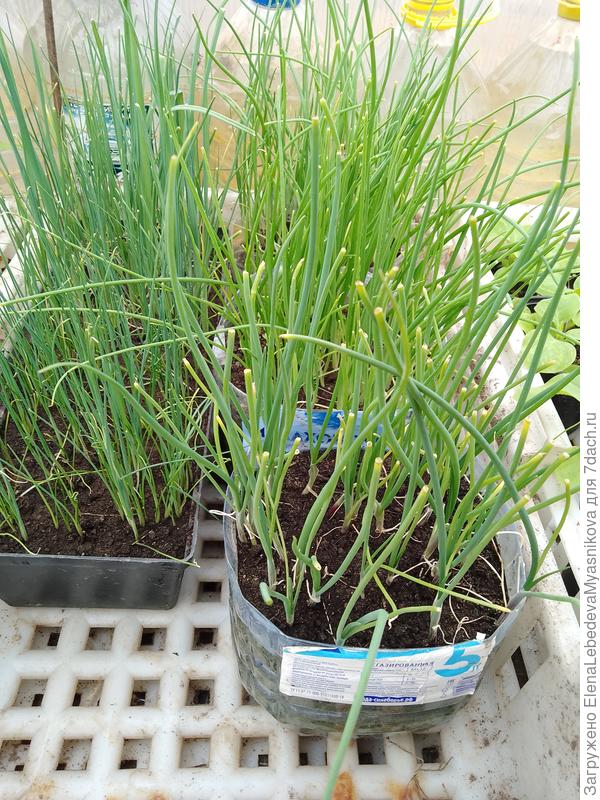 Я наверное сошла с ума. Вот как это все уберечь.