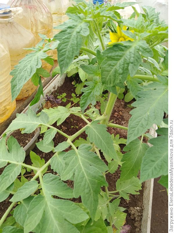 Томаты зацвели