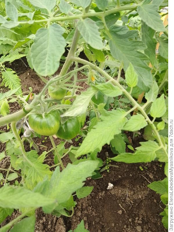 А те что  меня 10 марта уже с плодами.