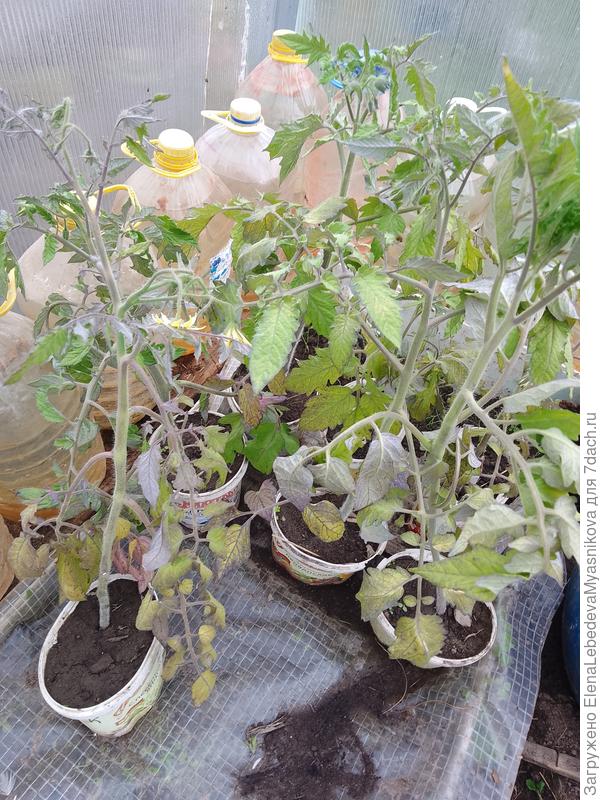 А это их ровесники в горшках.Все наглядно....