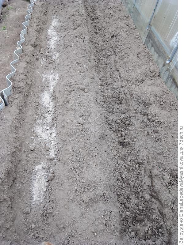 Приготовила лунки под порей, сажаю по два рядка с краев лунок.