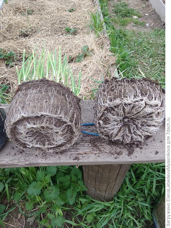 Корни уже все оплели, ужас.