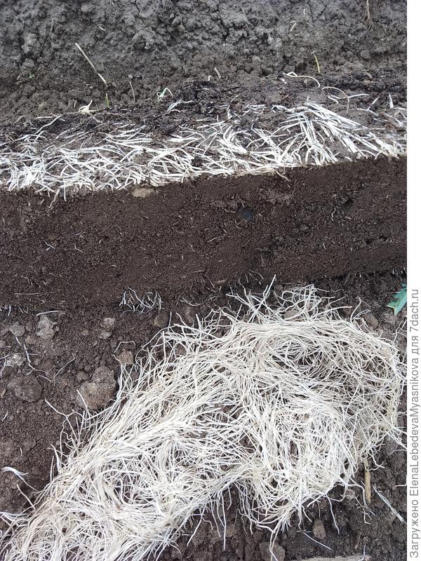 В заметке не то фото с обрезкой корней загрузила,