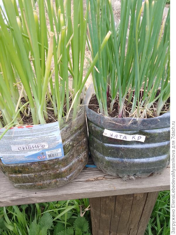 Сибирь и Ялтинский красный.