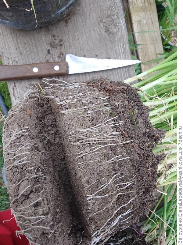 Обрезаю ножом сухой ком, потом делю на части, отряхиваю с корней землю и аккуратно разделяю по одной..