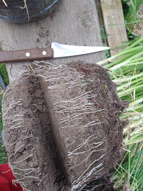 После обрезки лук легко разделяется по одной штуке.