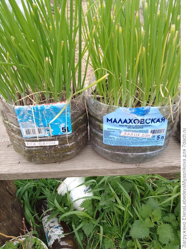 Ред Барон красный и Халцедон.