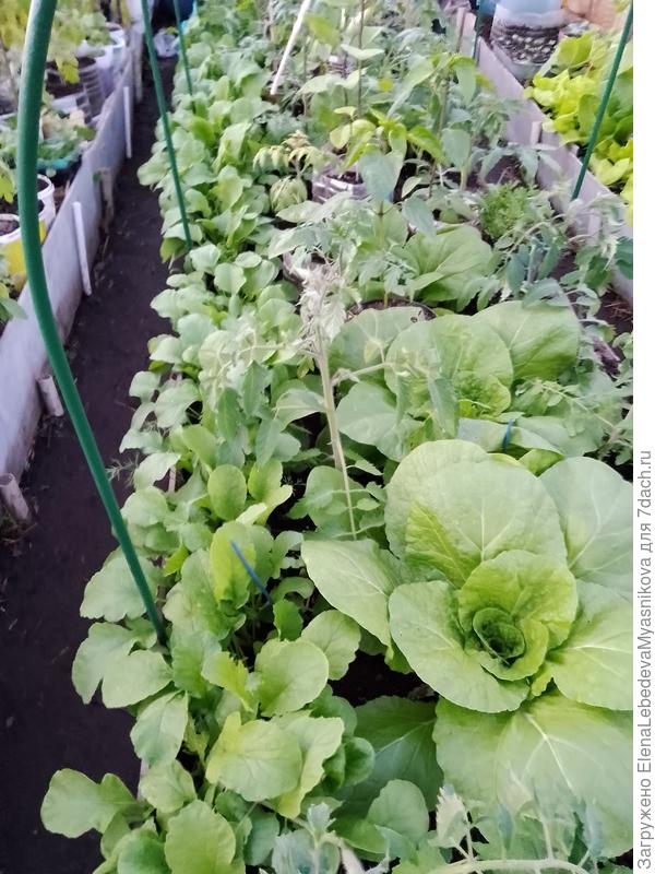 Пока она помидоры теснит, а потом будет полутень.