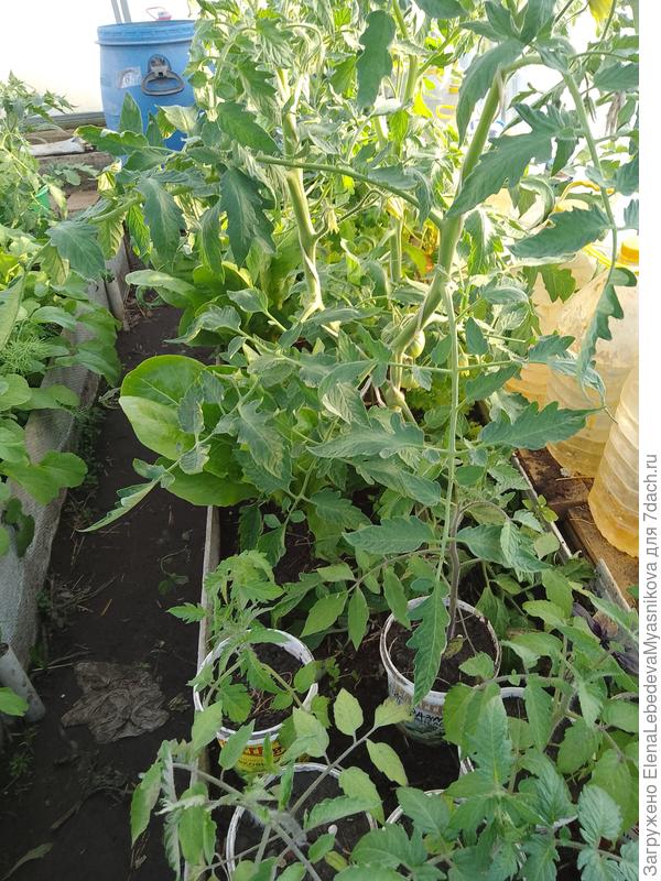 Первая кисть уже с плодами и ещё 3 цветет