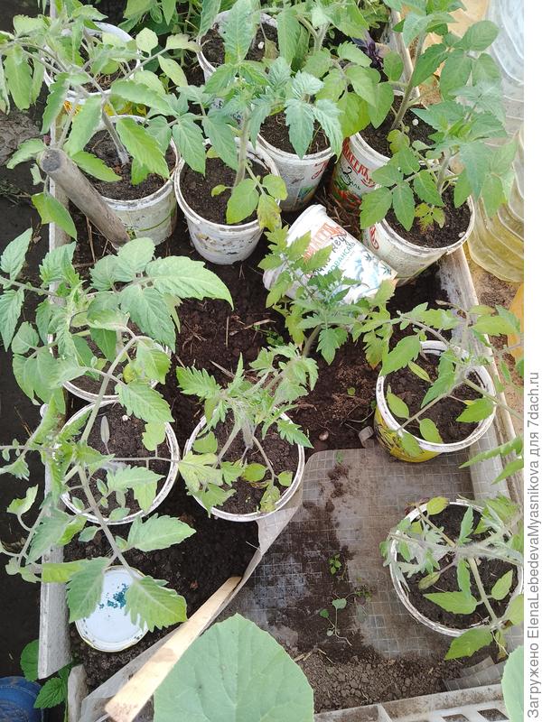 Томат Катя ждёт высадки в ОГ