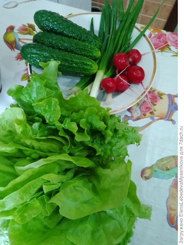 Забыла ещё укроп сорвать