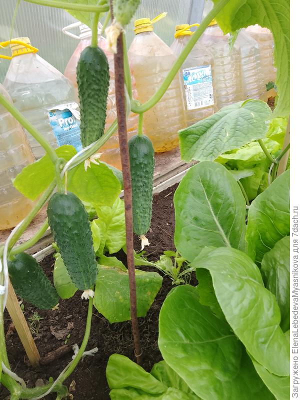 В прошлые года, даже в теплый май у меня так рано огурцы не вырастали.Для меня самой это загадка.