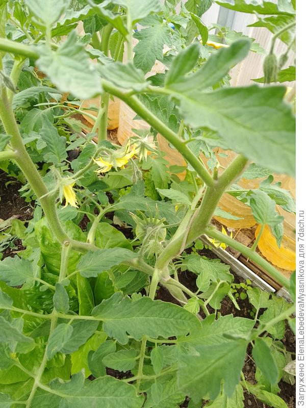 Томаты все подвязаны.