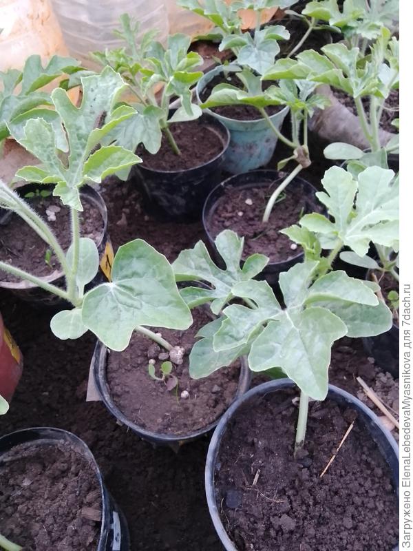 Уже пятый лист наклевывается