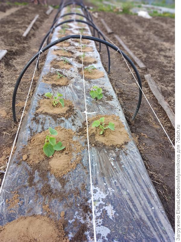 Грядку покрыла пленкой и поверх её ещё спонбонд.