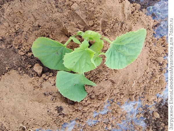 Дыньки трёх сортов, часть на грядке с арбузами и ещё 12 штук на отдельную грядку посажу завтра.