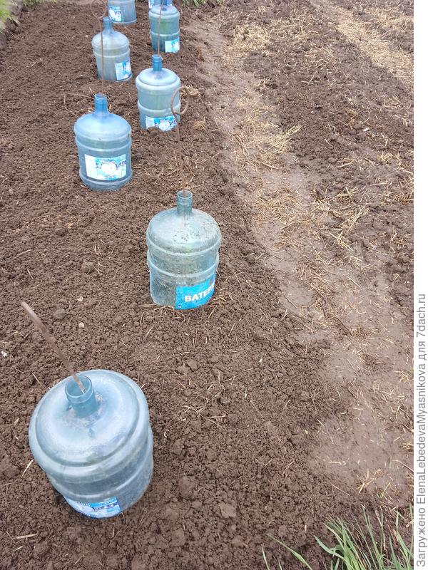 На всякий случай прикрыла бутылями: или от солнца, или холода.