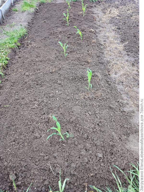 Сказано- сделано. В лунку ничего не добавила.С краю подскажу тыкву, рассада уже растет в теплице.