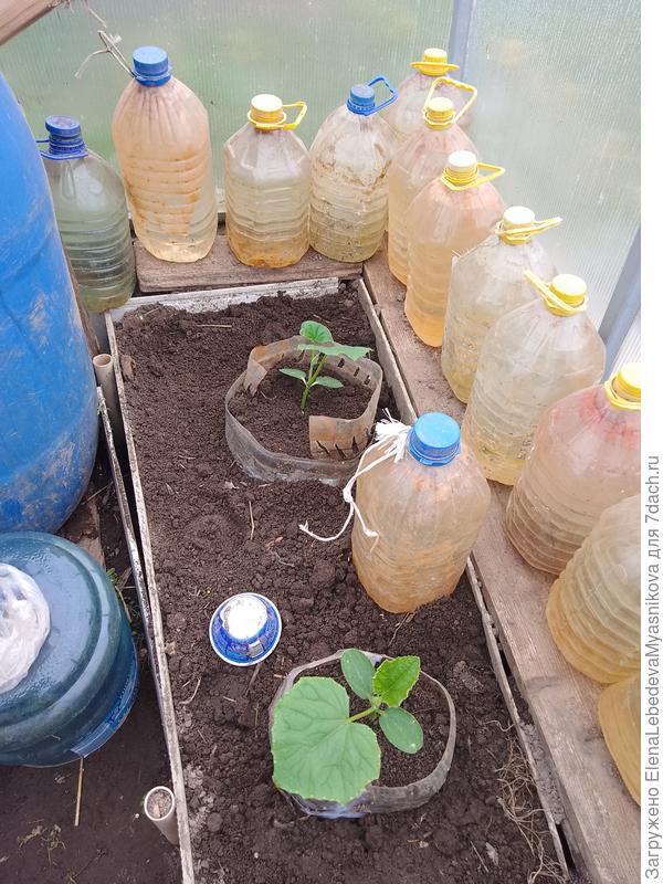 Мои аккумуляторы тепла.Выравнивают t в теплице