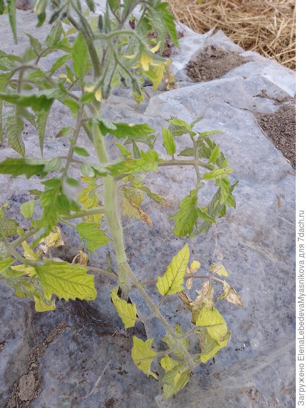 Нижние листья удалю на днях и все будет хорошо.Не волнуйтесь, томаты очень живучие, выправятся.