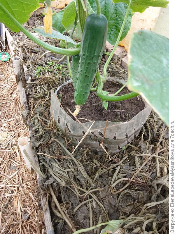 Замульчировать сегодня крапивой из травяной бражки.