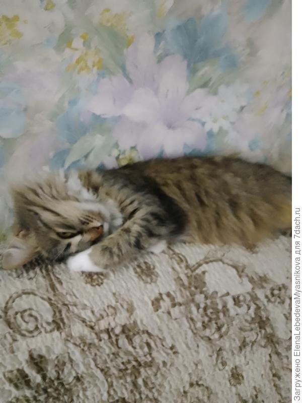 Давно заметила, что наша Стеша на Кузьму похожа.