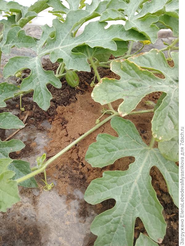 Величиной со сливу, в Ог.,если все будет нормально, то в конце июля будет первый арбуз.