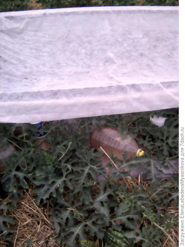 Это прошлогоднее укрытие.