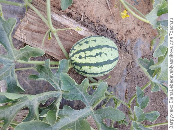 В прошлом году, в это время были уже с литровую банку, а этот с поллитровую.