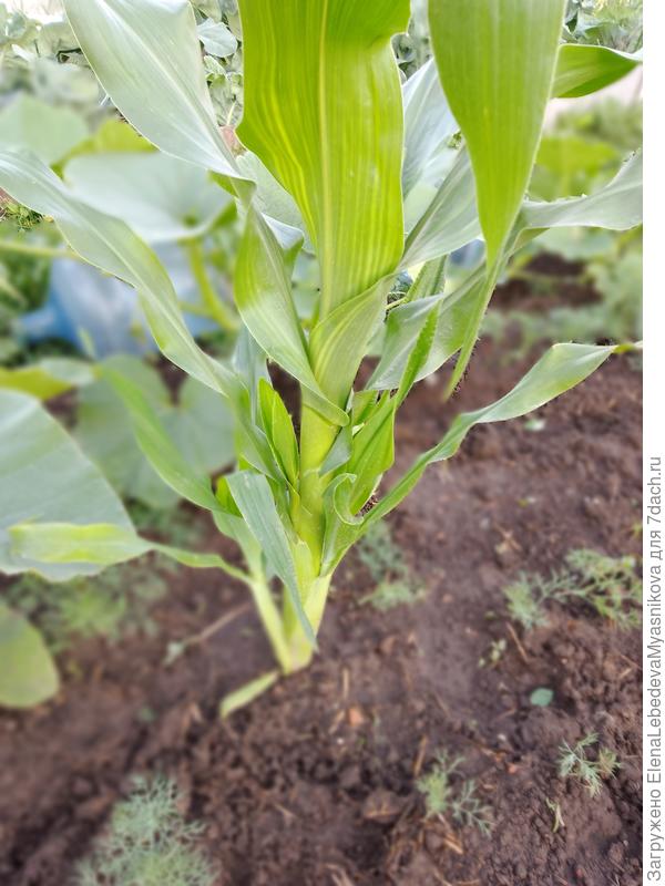 Вот, что здесь удалить?