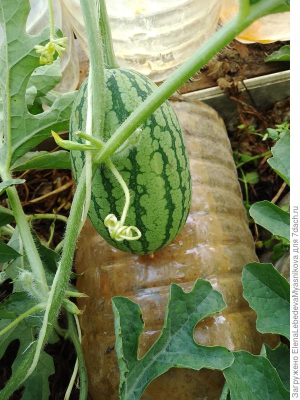 Другой сорт, я их в теплице перепутала.Вобщем, как всегда