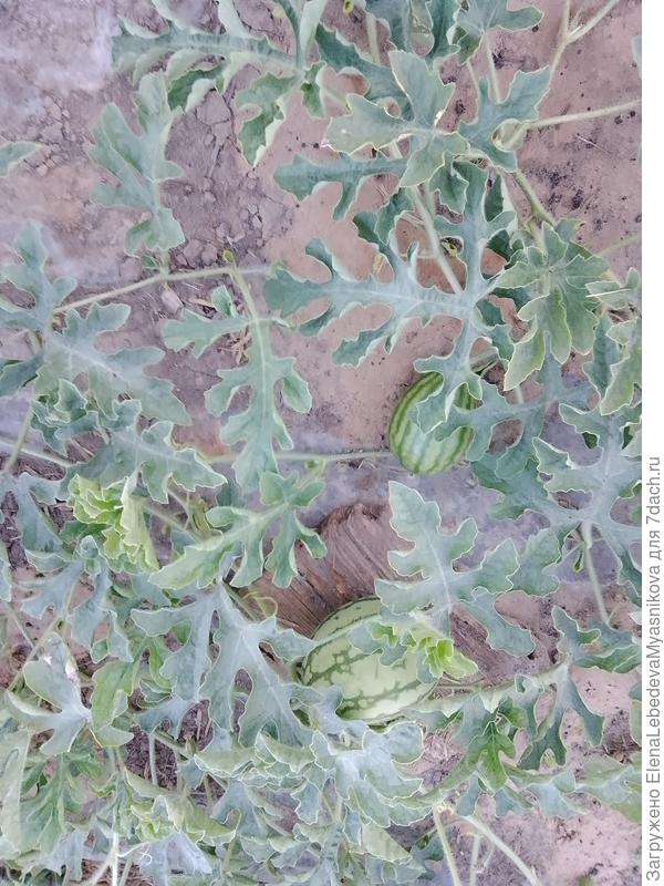 И таких мячиков два десятка наберётся.