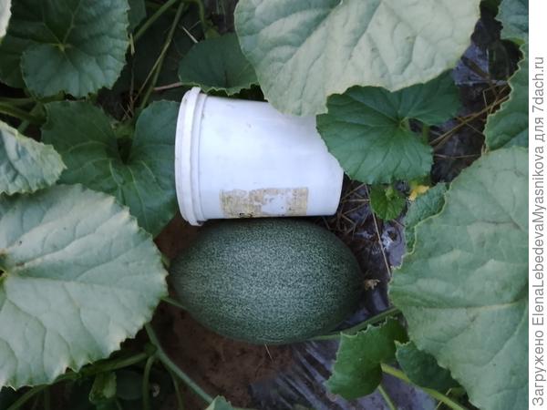 А первая дынька уже с литр.Вот чего другим не хватает.