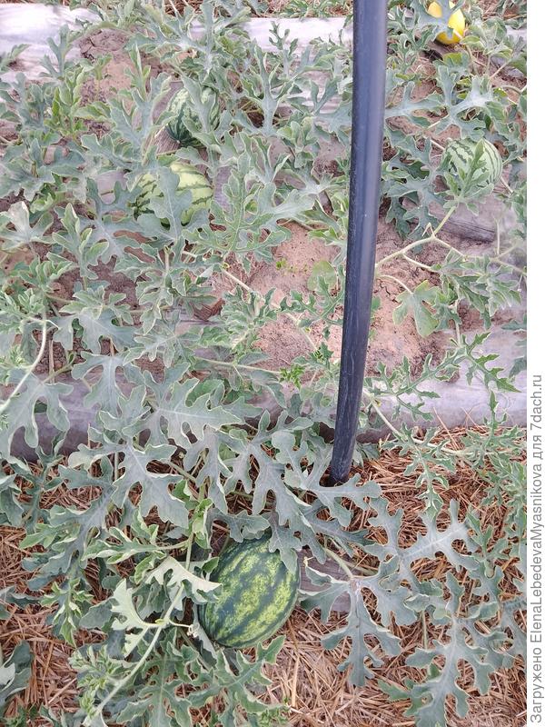 Круглые и длинные