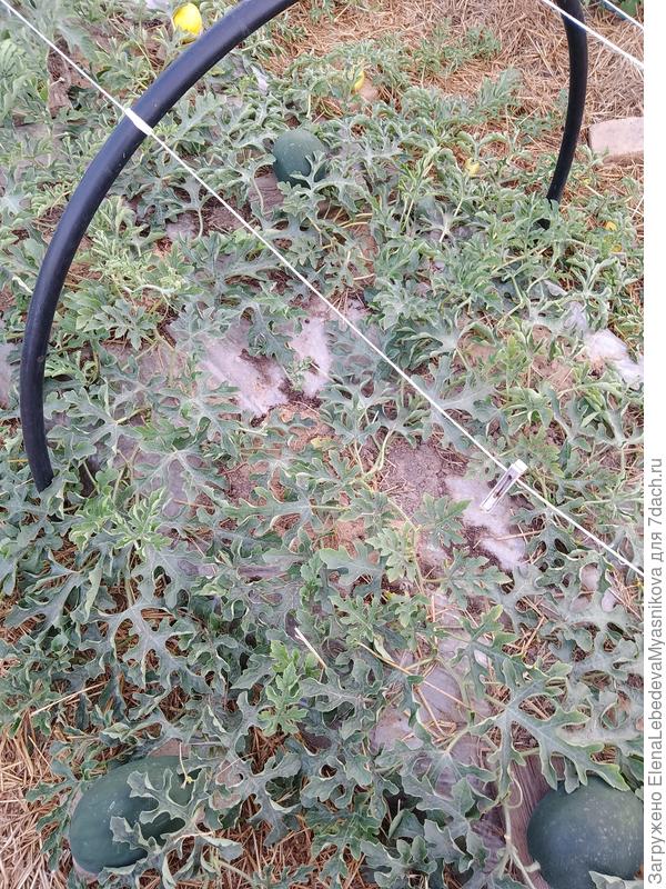 Арбузы разные по цвету.