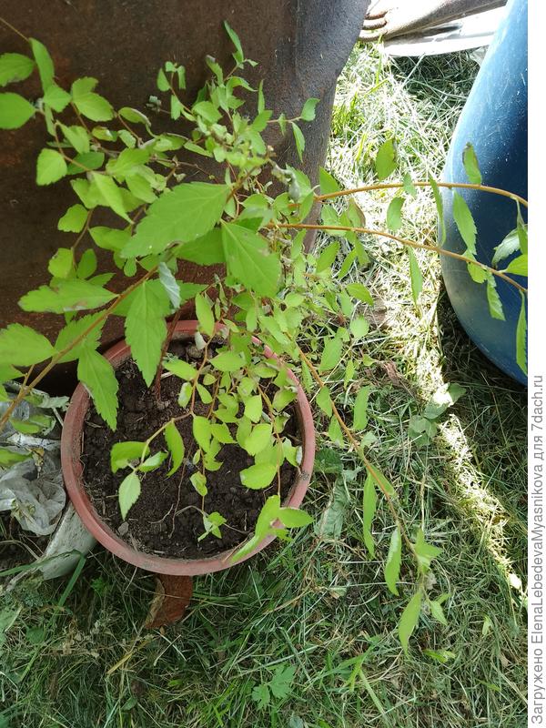 Купленный недавно кустик спиреи.