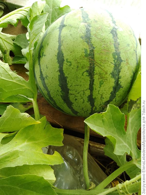 Арбуз Емеля, его ещё называют &quot; хрустальный&quot;, за белую, хрустящую мякоть.