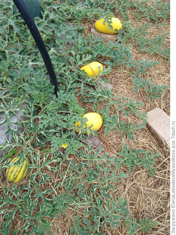Гибрид Фен Пай, арбуз с жёлтой коркой.Один почему то с зелёными полосочками