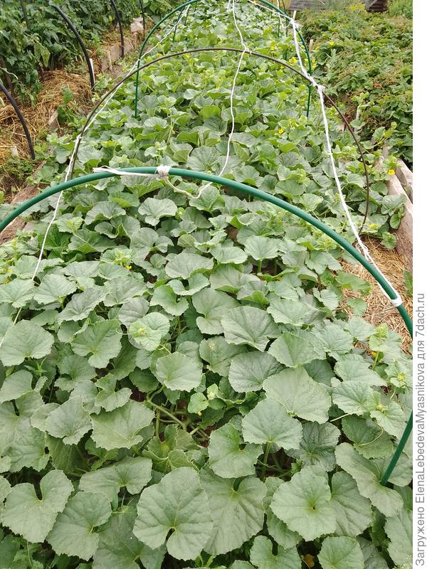 Мои данные заросли