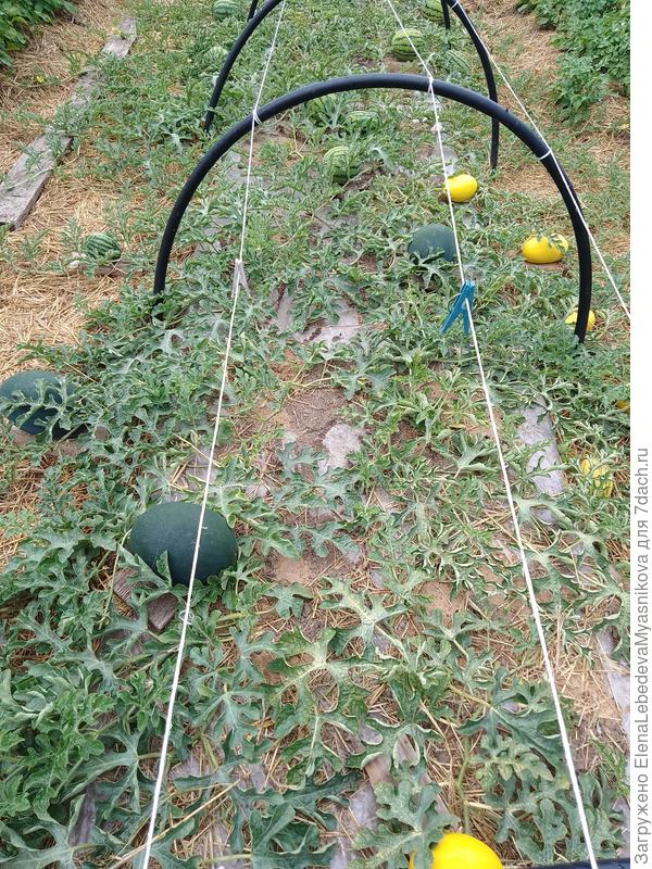 Может быть от жары, но листья у арбузов выглядят плохо, надо решить чем покормить.