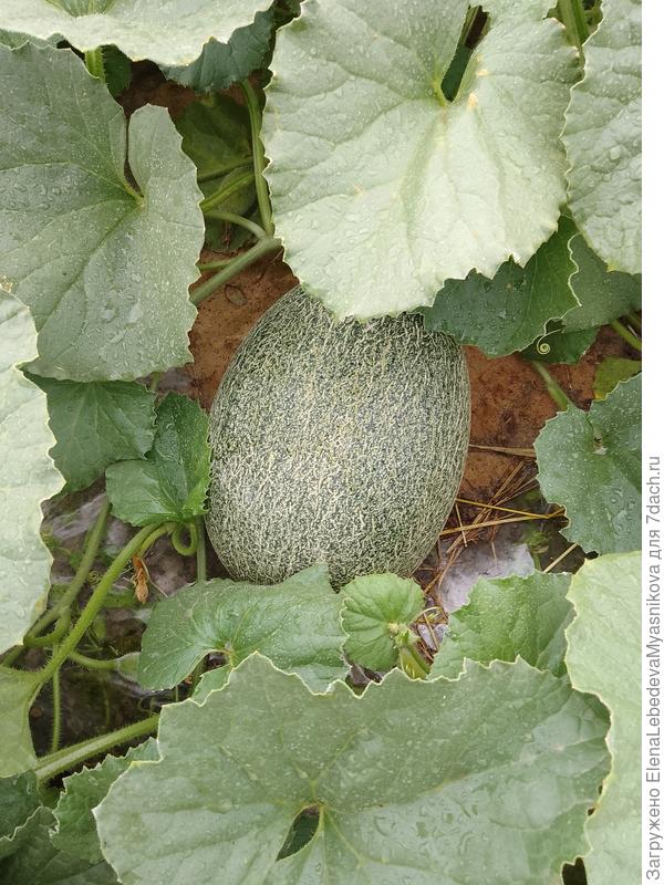 Самая первая и название соответствует-Виктория