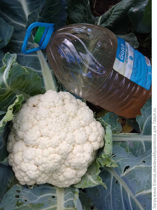 Цветную сажала Фламенко и Кашмир.