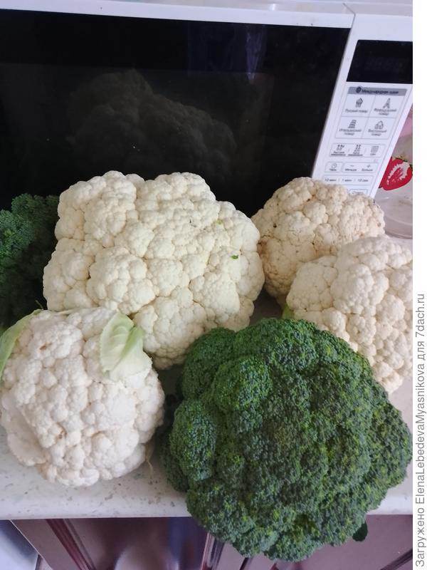 Брокколи Лорд последние.