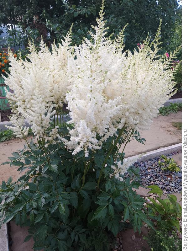 Нежной, доброй Танюше.