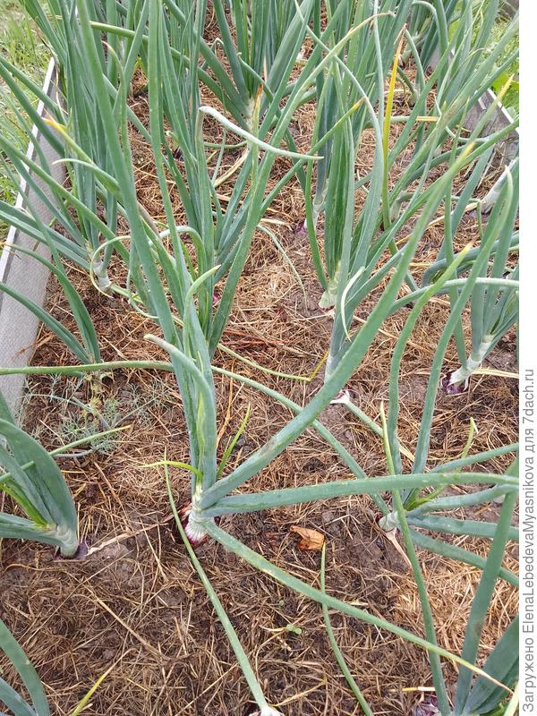 Пока ещё ни одна луковица ложиться не собирается.Я лук раньше середины августа не убираю.