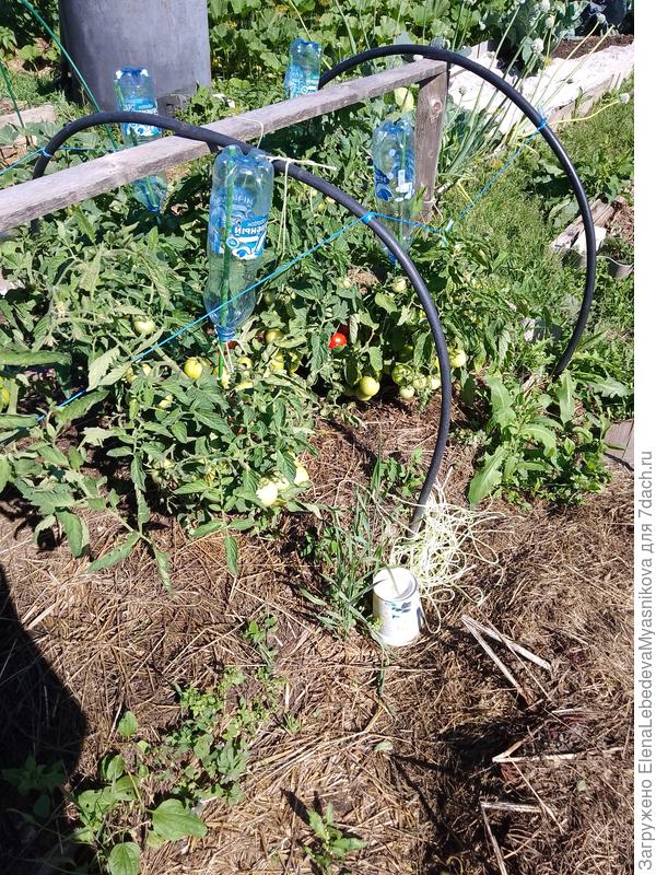 Эти же томаты сегодня